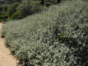 Helichrysum petiolare